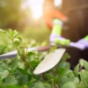 How To Feed And Seed Your Lawn Under A Shade?