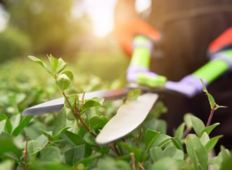 How To Feed And Seed Your Lawn Under A Shade?