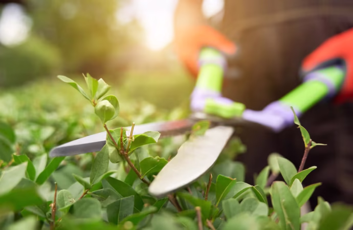 How To Feed And Seed Your Lawn Under A Shade?