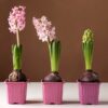 How To Grow Flower From Seeds: Tips For New Gardeners
