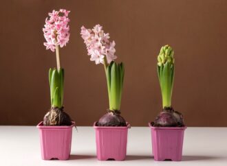 How To Grow Flower From Seeds: Tips For New Gardeners