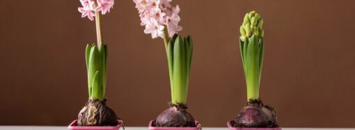 How To Feed And Seed Your Lawn Under A Shade?