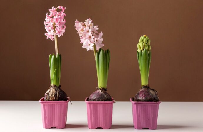 How To Grow Flower From Seeds: Tips For New Gardeners